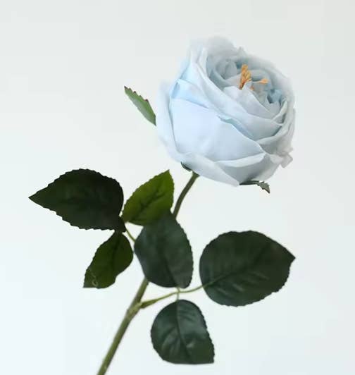 17"Premium Real touch English Austin Cabbage Rose Stem