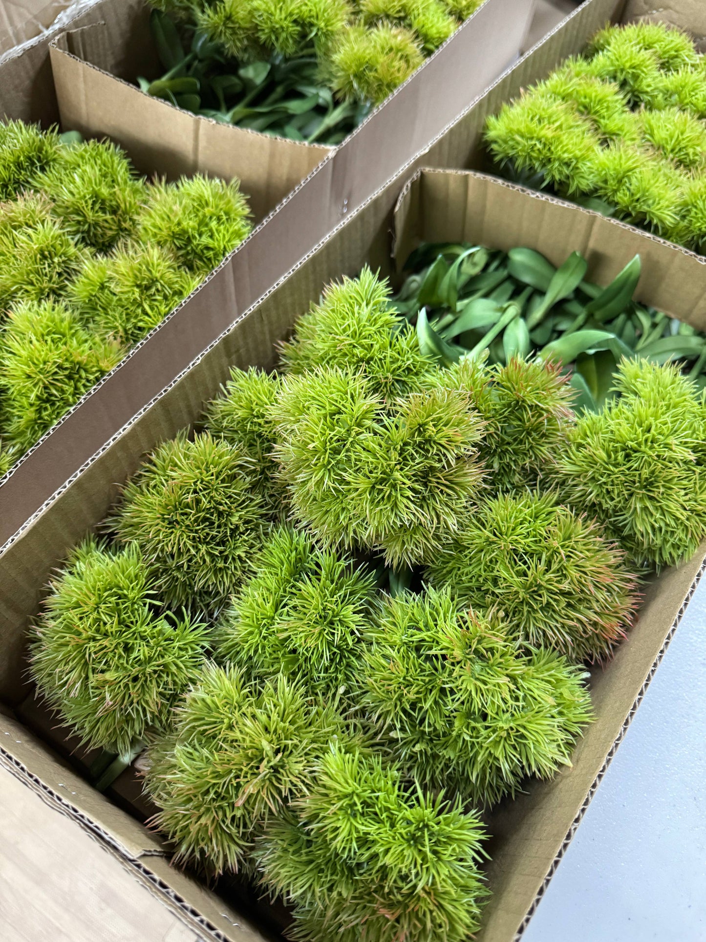 21.5 " Dianthus Stem