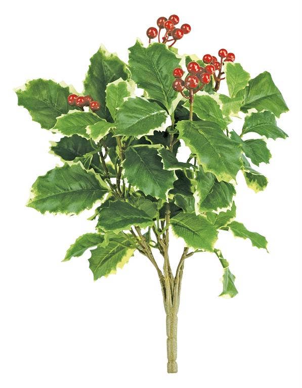 Holly Berry Bush X7, 16", Variegated