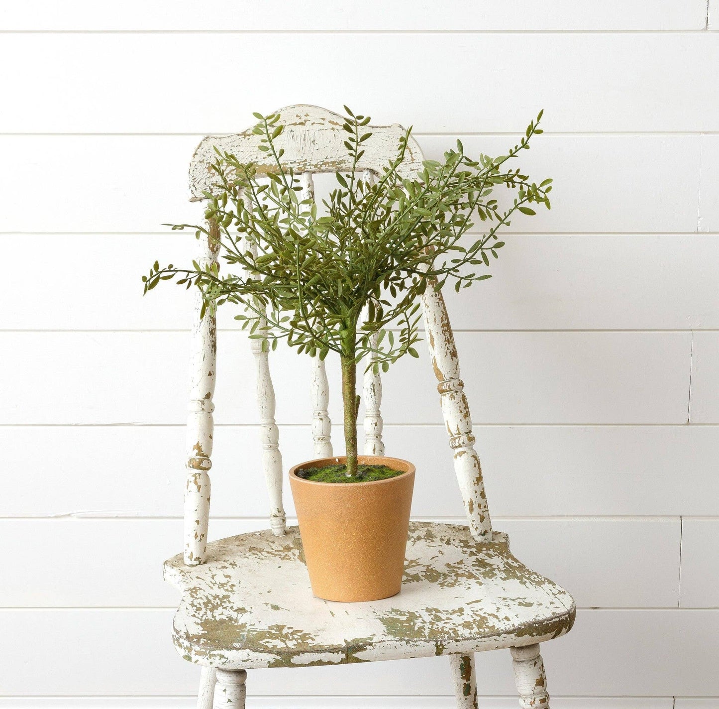 Potted Thyme Topiary