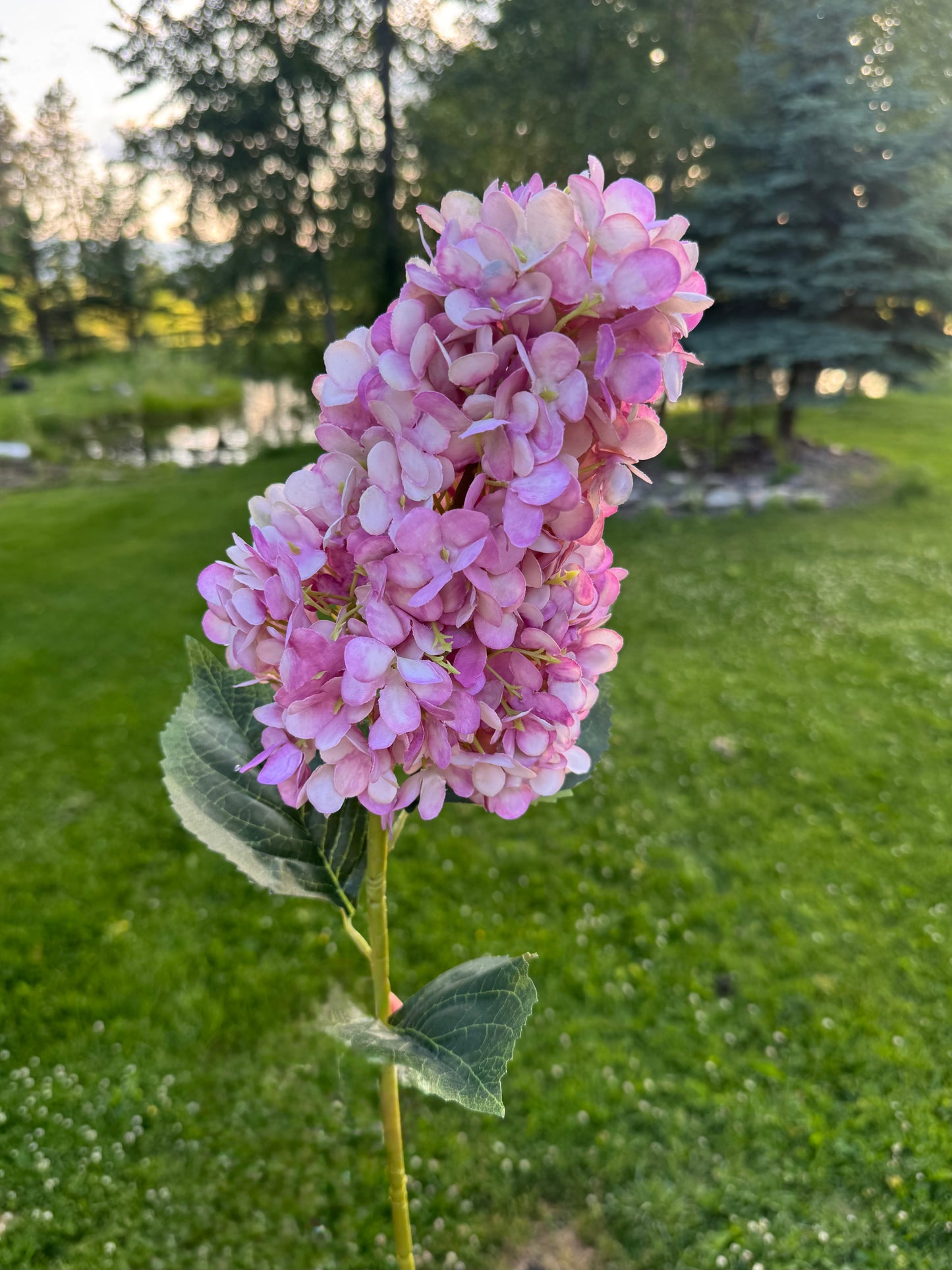 Silk Cone Panicle Hydrangea