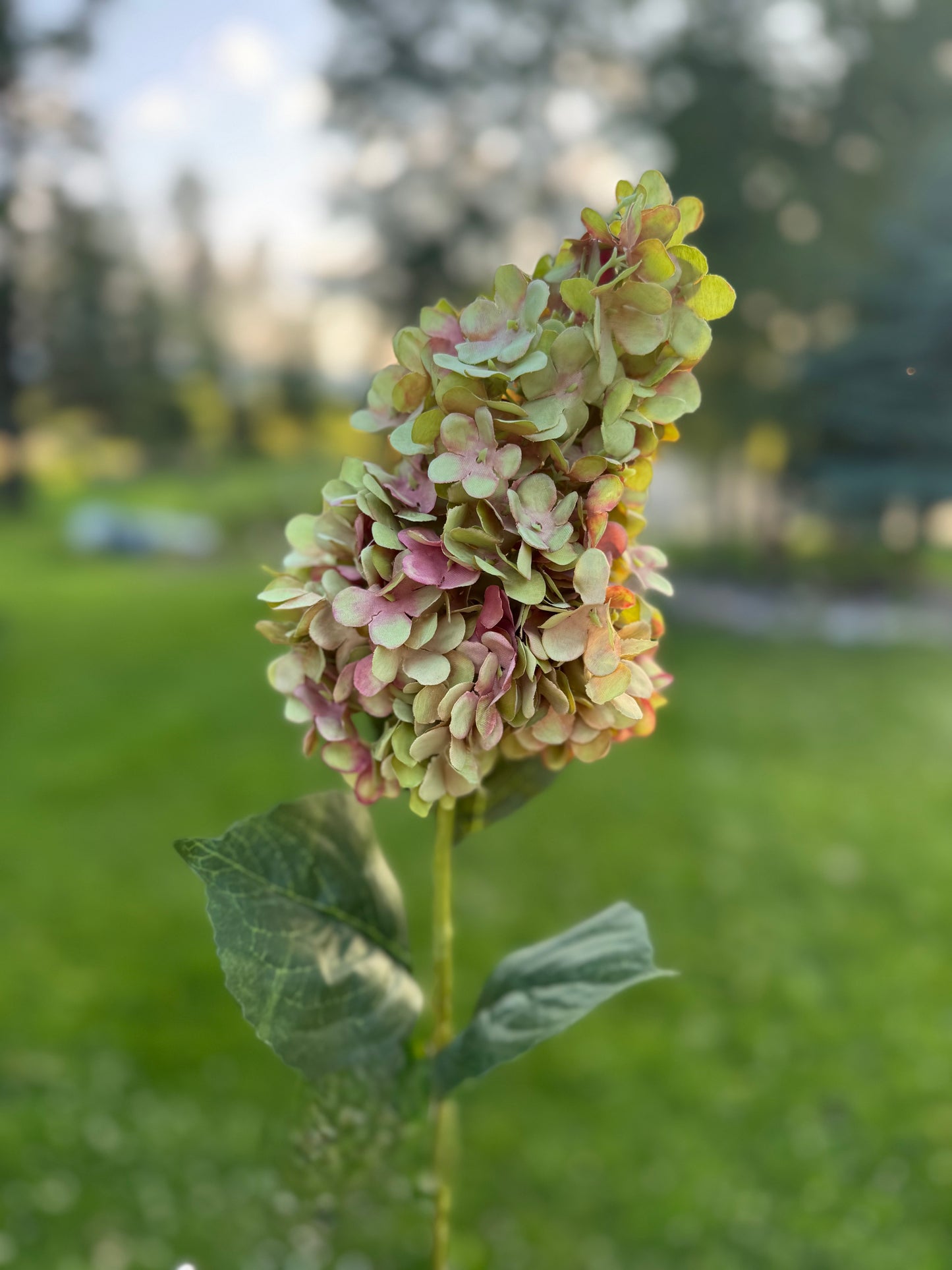 Silk Cone Panicle Hydrangea