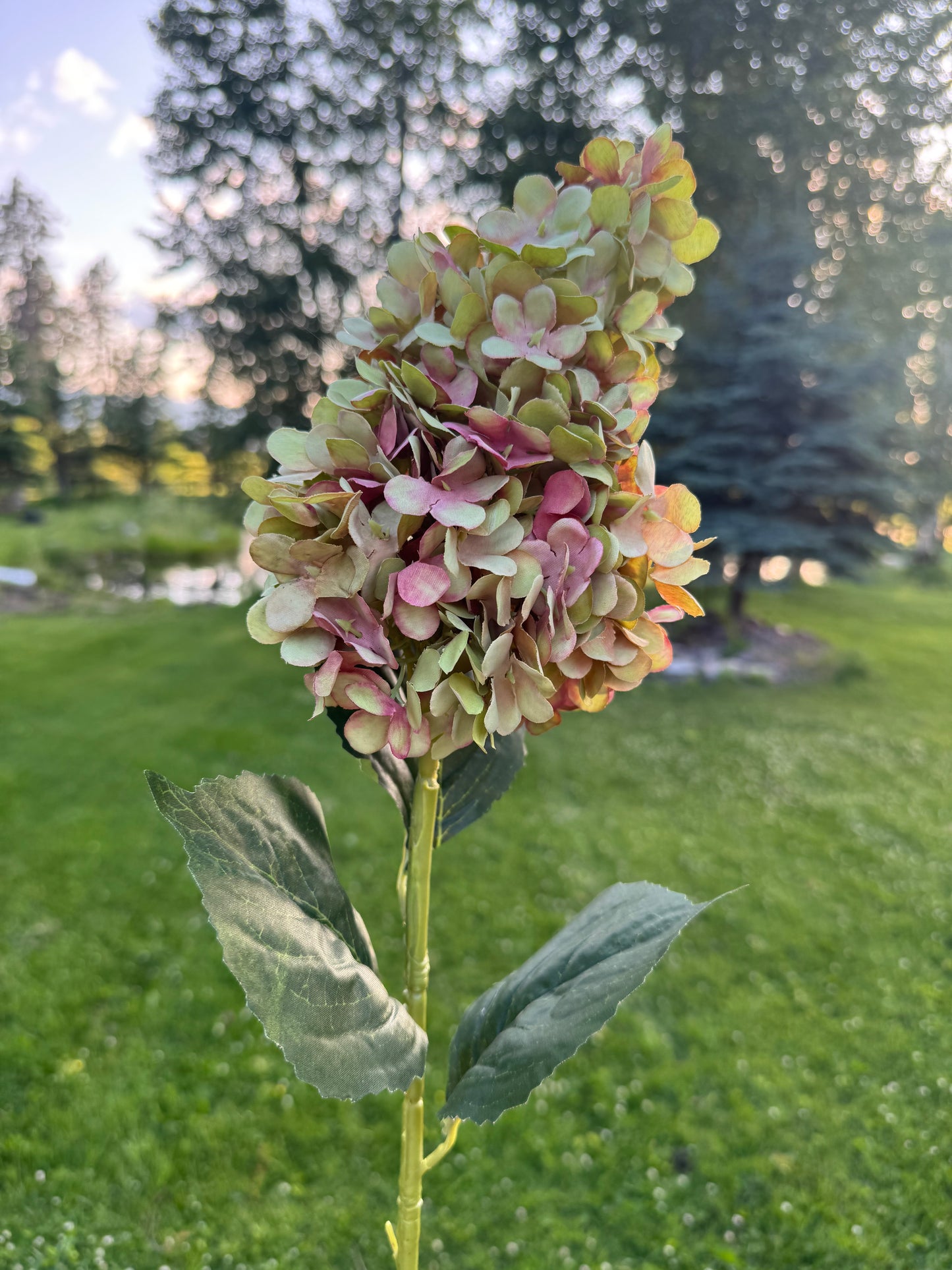 Silk Cone Panicle Hydrangea