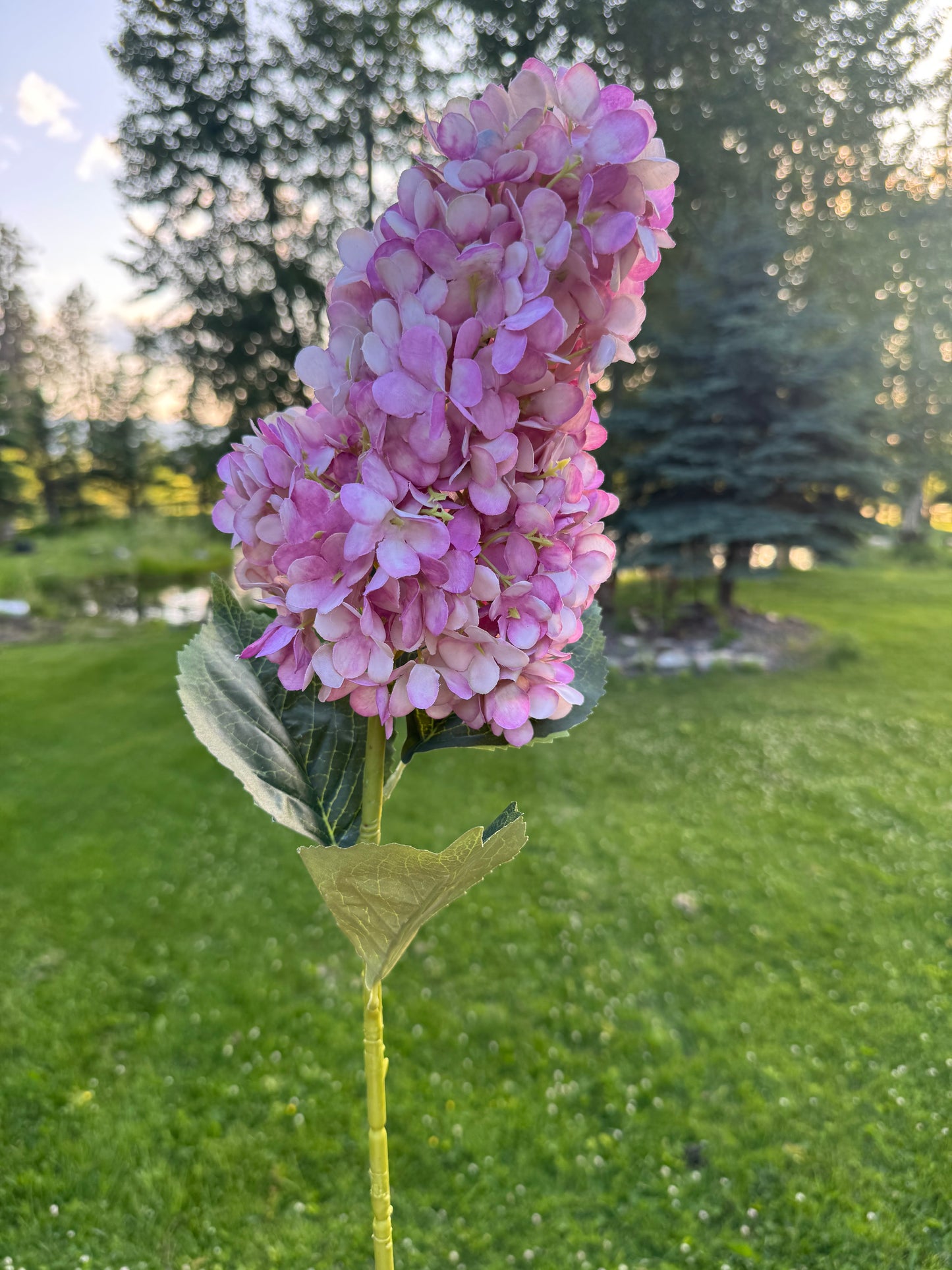 Silk Cone Panicle Hydrangea
