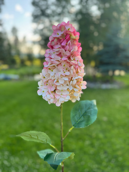 Silk Cone Panicle Hydrangea