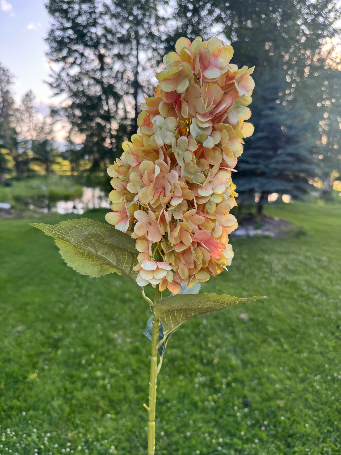 Silk Cone Panicle Hydrangea