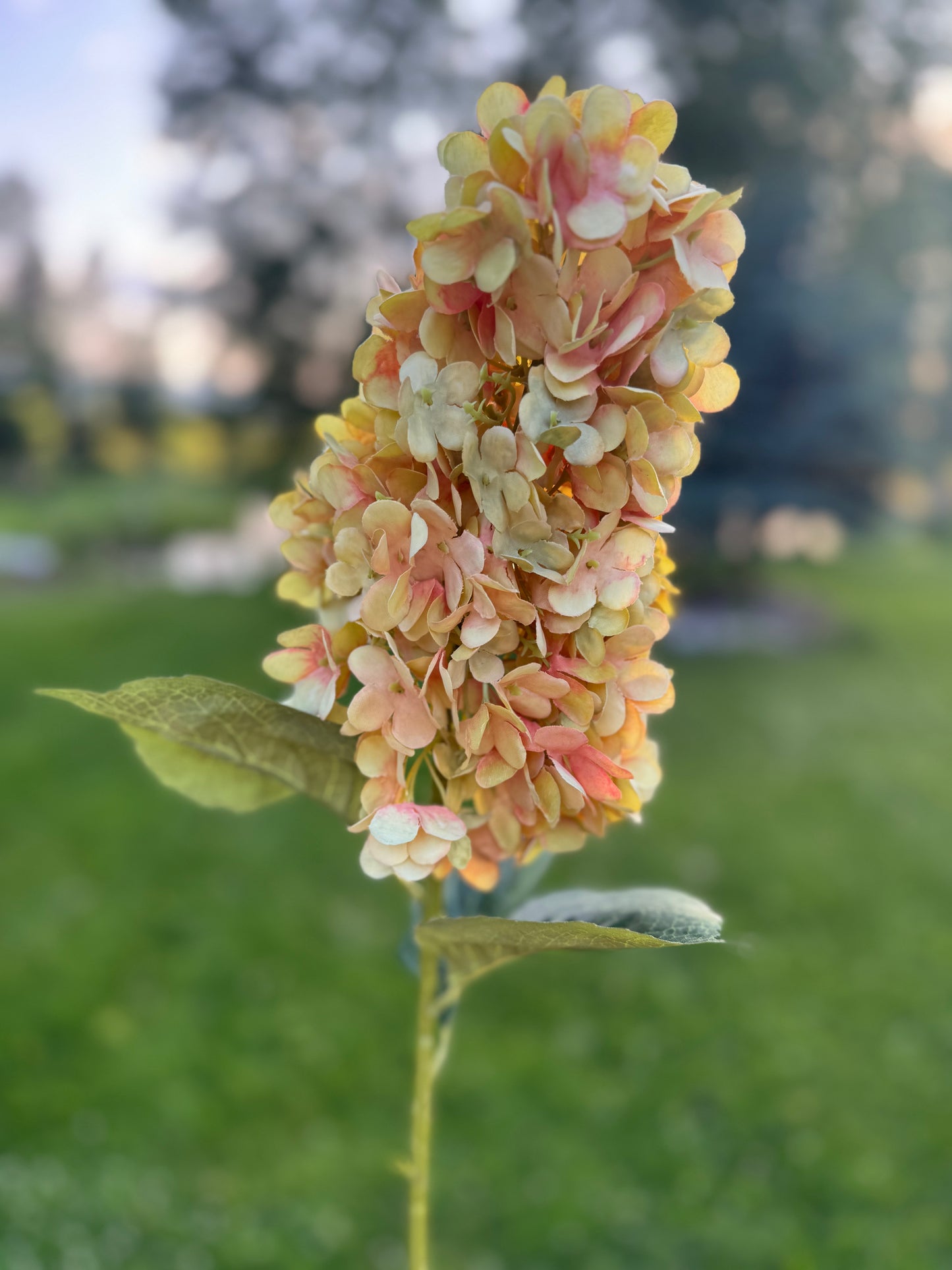 Silk Cone Panicle Hydrangea