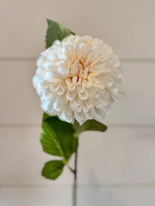 31" Ball Dahlia - Cream