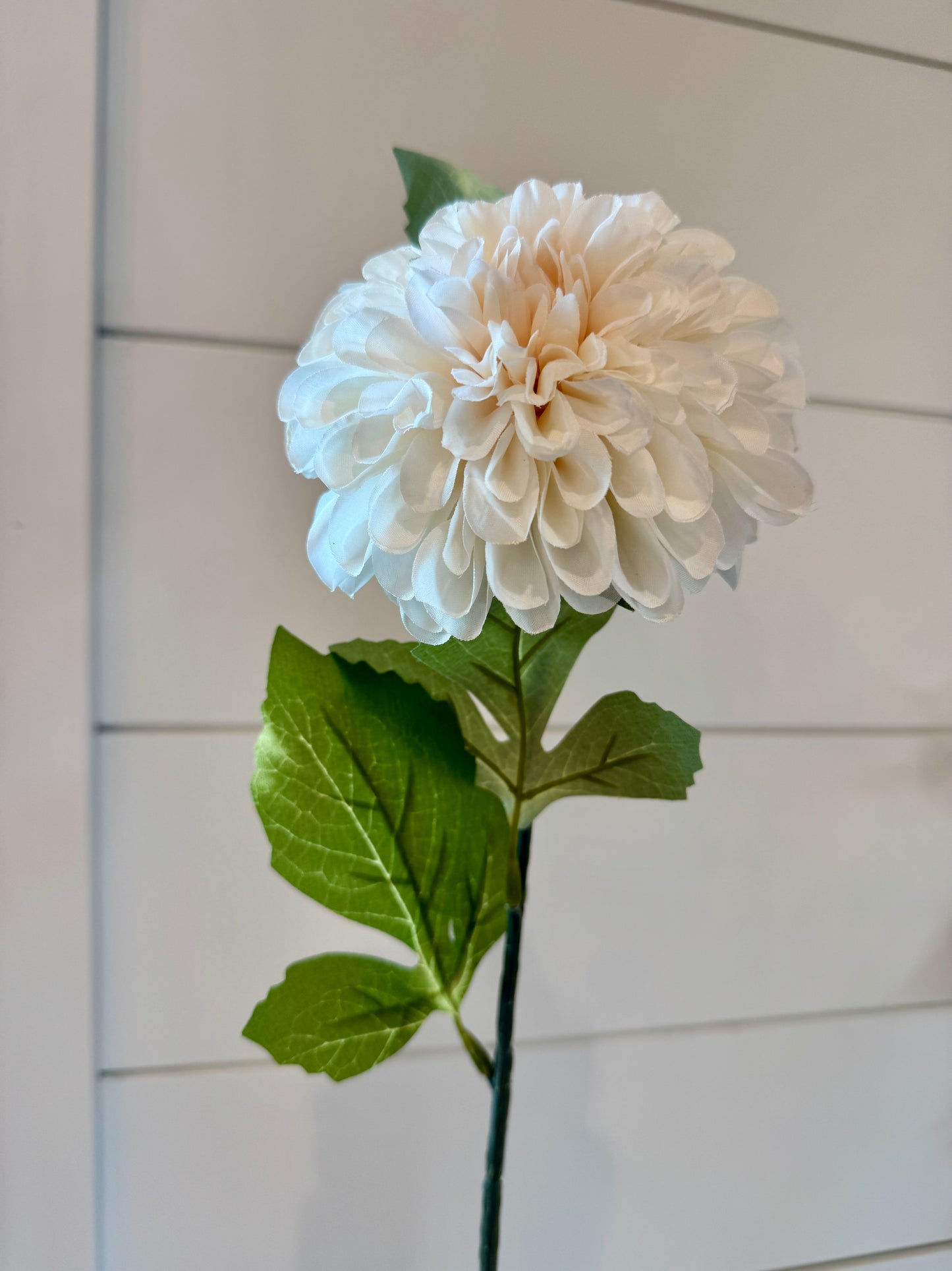 31" Ball Dahlia - Cream
