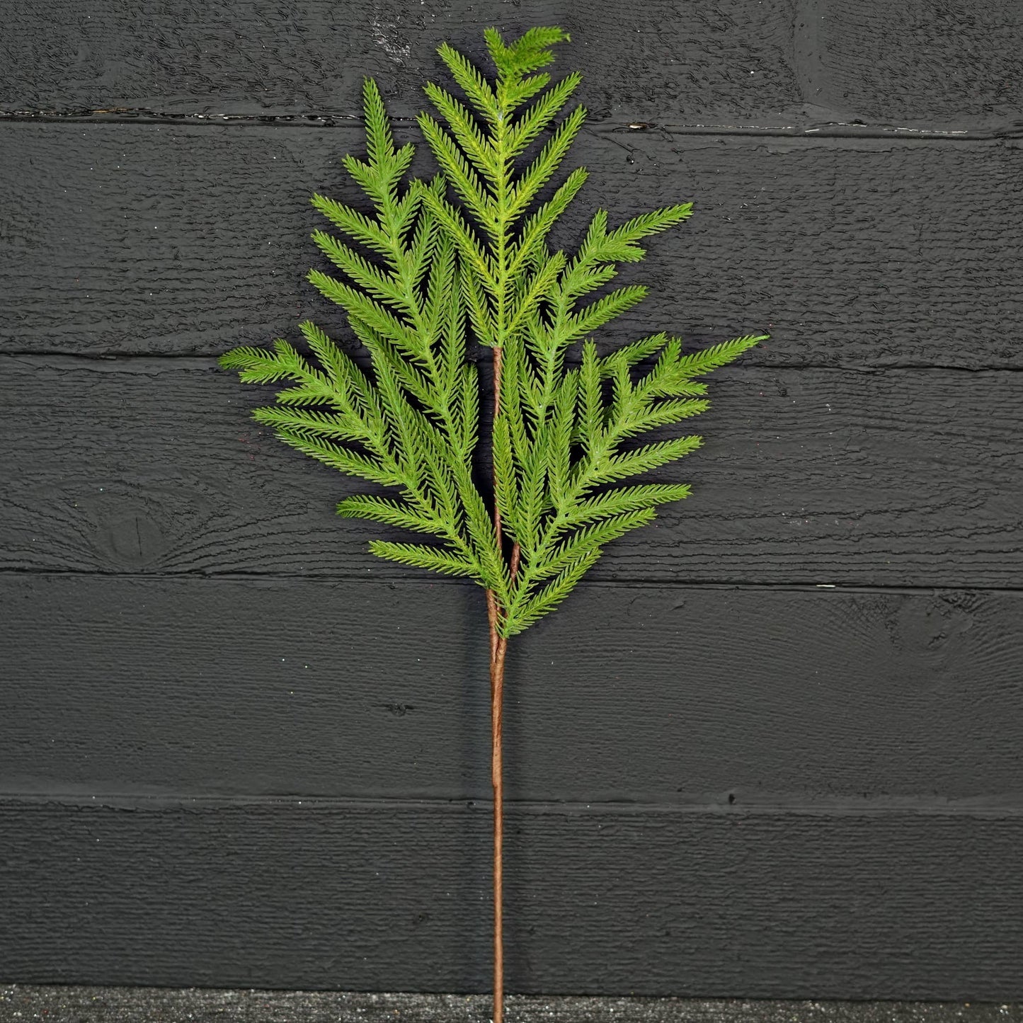 25" Soft Touch Norfolk Pine Stem