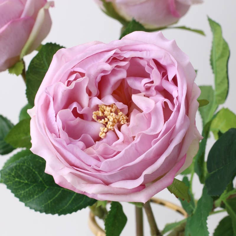 17"Premium Real touch English Austin Cabbage Rose Stem
