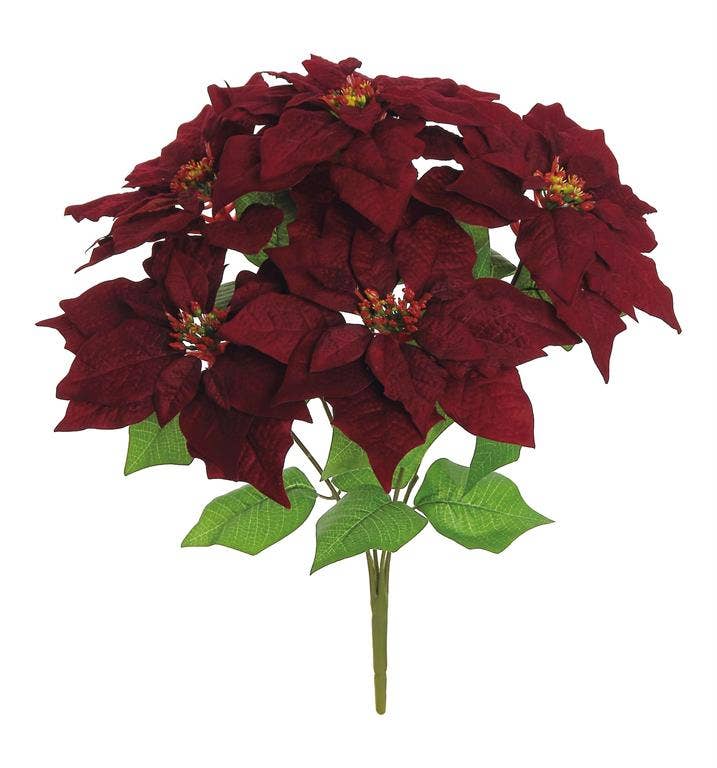 Velvet Poinsettia Bush, 5 Blooms, Burgundy